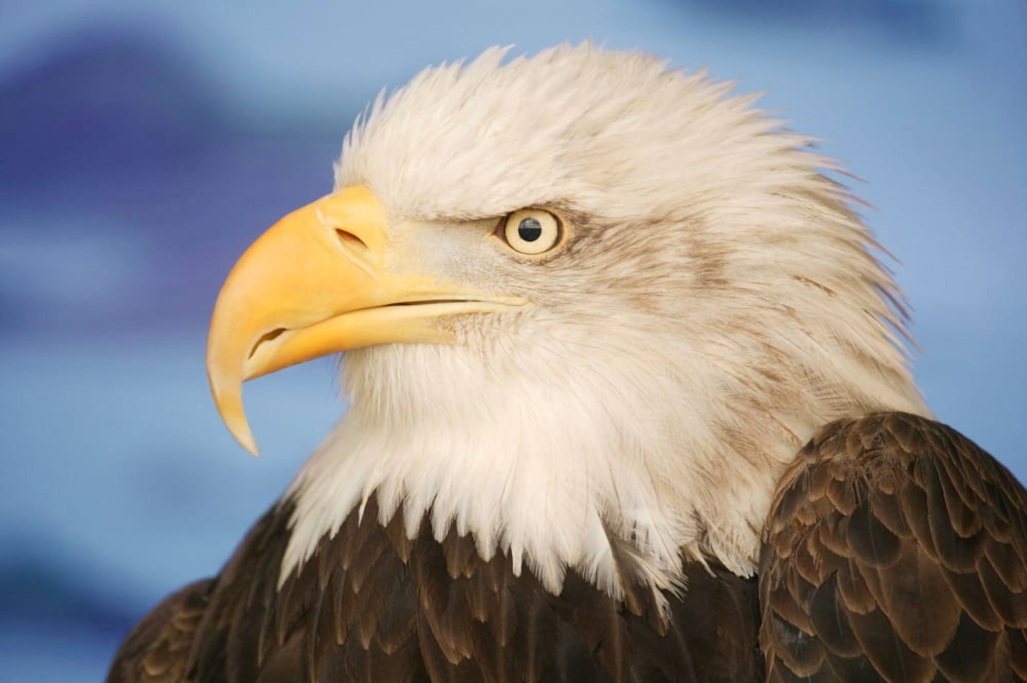 Profile Of A Bald Eagle Canvas Art - Don Hammond Design Pics (34 x 22)