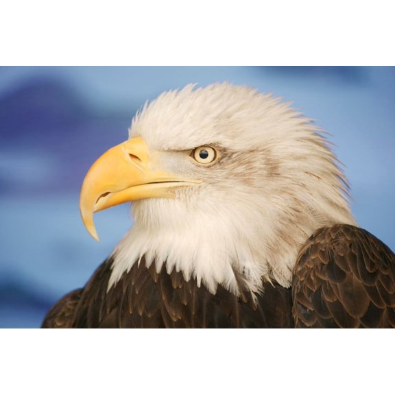 Profile Of A Bald Eagle Canvas Art - Don Hammond Design Pics (34 x 22)