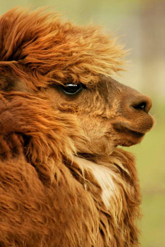 Profile Of A Camelid Canvas Art - Con Tanasiuk Design Pics (11 x 17)