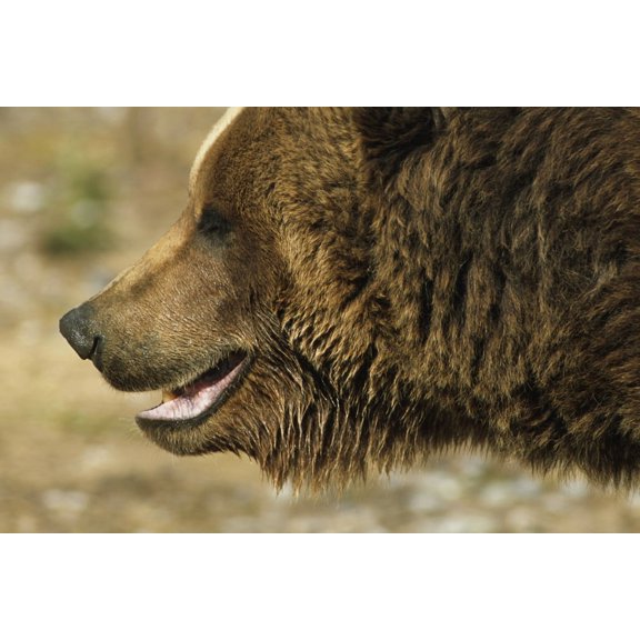 Profile Of Brown Bear Denali Np In Alaska Spring Canvas Art - Doug Lindstrand Design Pics (17 x 11)