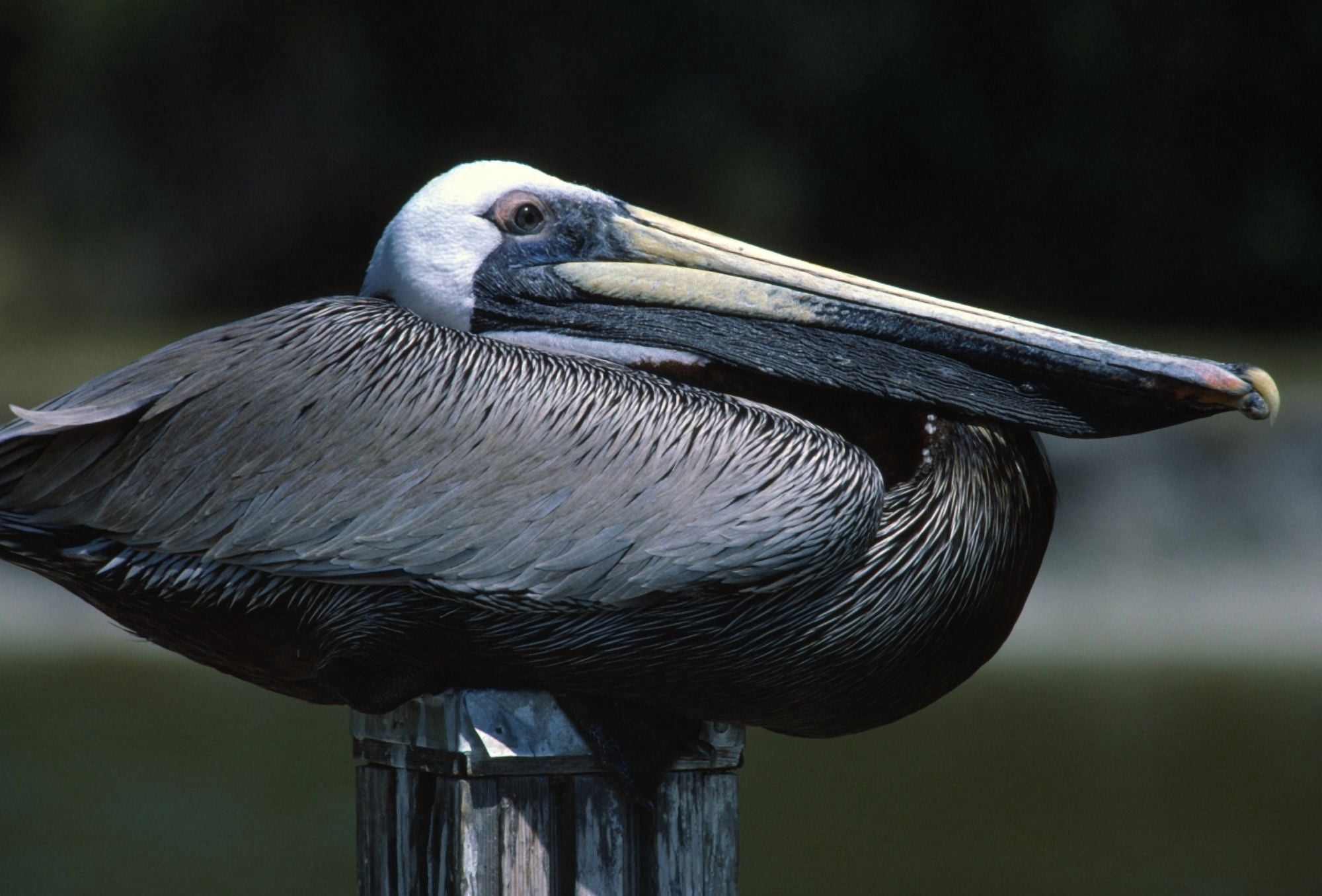Profile Of Brown Pelican On Post Canvas Art - Natural Selection Bill Byrne Design Pics (18 x 12)