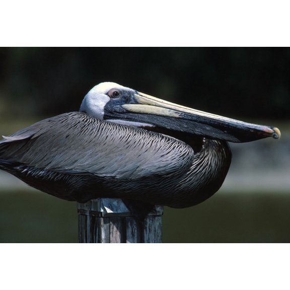 Profile Of Brown Pelican On Post Canvas Art - Natural Selection Bill Byrne Design Pics (18 x 12)