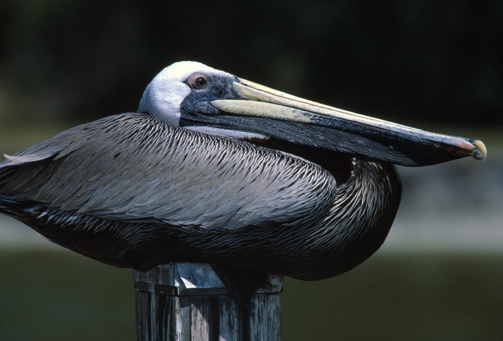 Profile Of Brown Pelican On Post Canvas Art - Natural Selection Bill Byrne Design Pics (36 x 24)