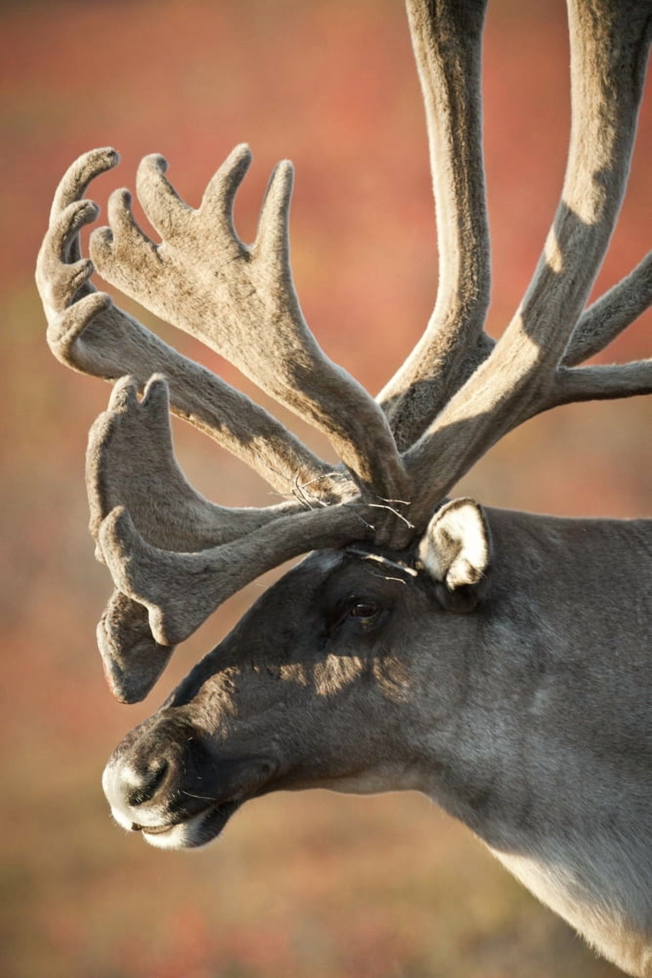 Profile View Of A Male Caribou With Large Antler Rack Denali National Park And Preserve Interior Alaska Autumn Canvas Art - Doug Lindstrand Design Pics (11 x 17)