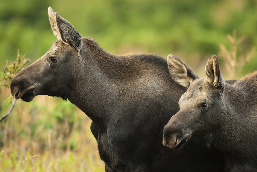 Profile View Of A Moose Cow And Her Calf Remaining Alert During Rutting Season In Chugach State Park Near Anchorage Southcentral Alaska FallN Canvas Art - Carl Johnson Design Pics (17 x 11)