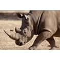 thumbnail image 1 of Profile close-up of endangered white rhinoceros, Okapuka Ranch, Windhoek, Namibia Poster Print by Jaynes Gallery (34 x 23), 1 of 1