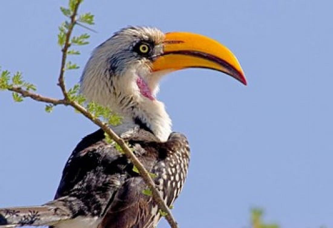 Profile of yellow-billed hornbill bird Kenya Canvas Art - Jaynes Gallery DanitaDelimont (46 x 32)