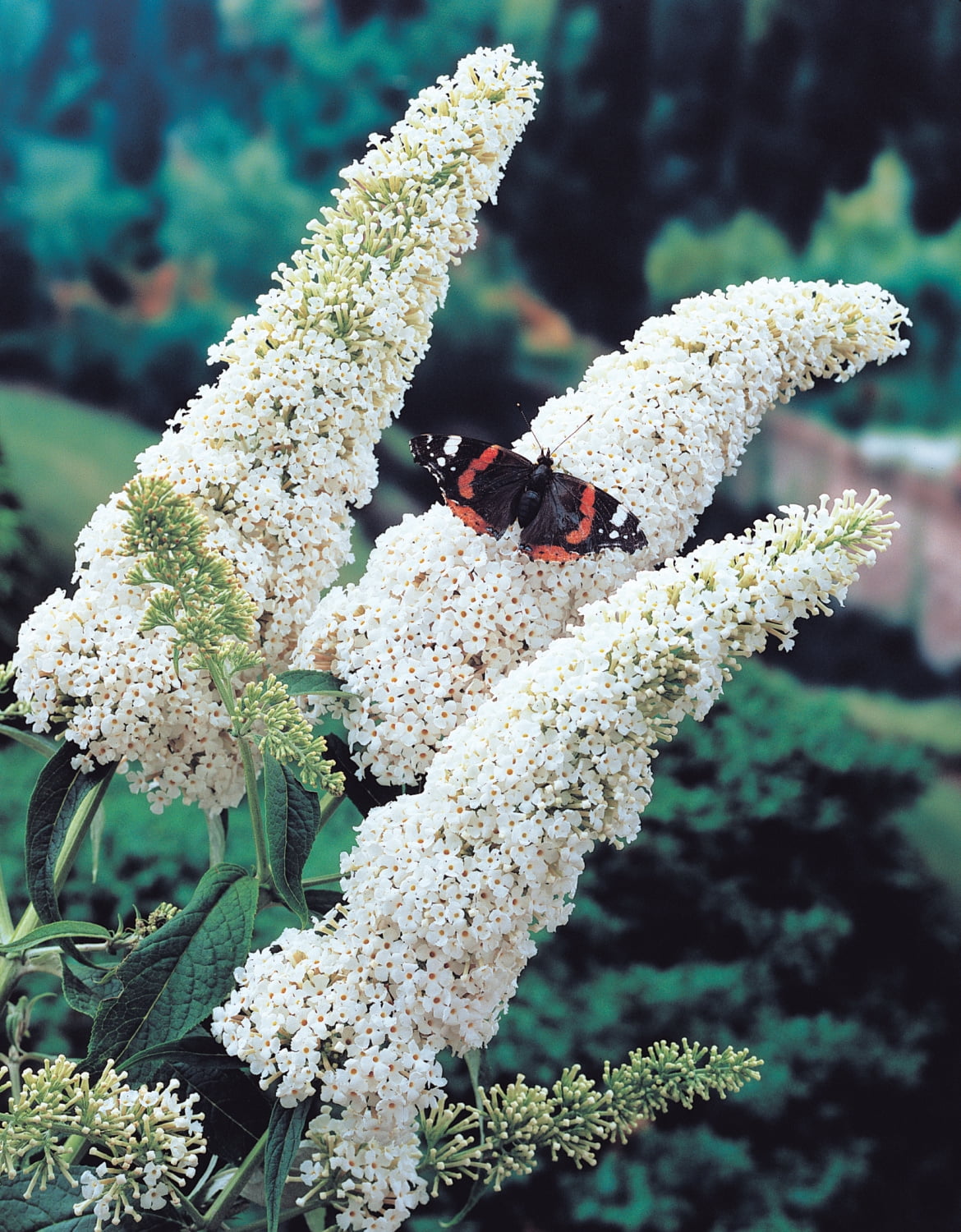 Profusion White Flowering Butterfly Bush Buddleia Deciduous Starter Shrub - 1 starter plant per offer