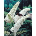 thumbnail image 1 of Profusion White Flowering Butterfly Bush Buddleia Deciduous Starter Shrub - 1 starter plant per offer, 1 of 3