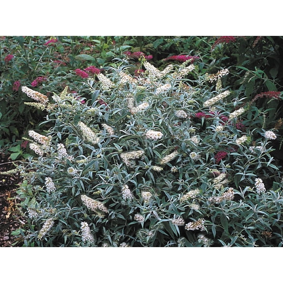 Profusion White Flowering Butterfly Bush Buddleia Dormant Bare Root Deciduous Shrub, One Plant per Offer