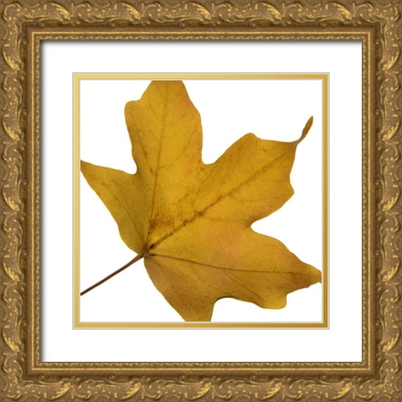 Project, A. 20x20 Gold Ornate Wood Framed with Double Matting Museum Art Print Titled - Leaf Inflorescence II