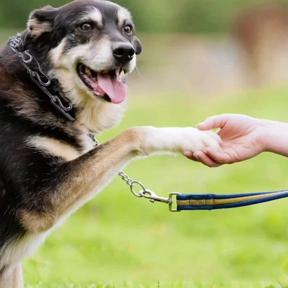 Prong Collar for Dogs No Pull Collar for Dogs Pinch Collar for Dogs Dog Training Collar & Dog Walking Tool, Silver 1PC