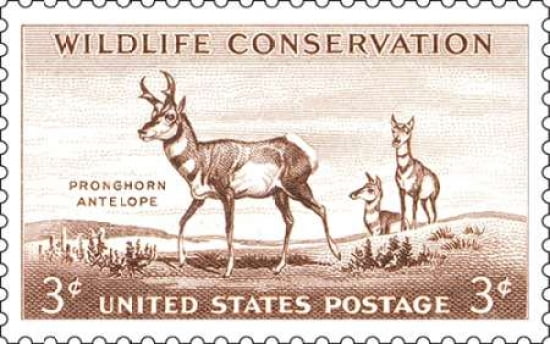 Pronghorn Antelope Canvas Art - US POSTAL SERVICE (24 x 36)