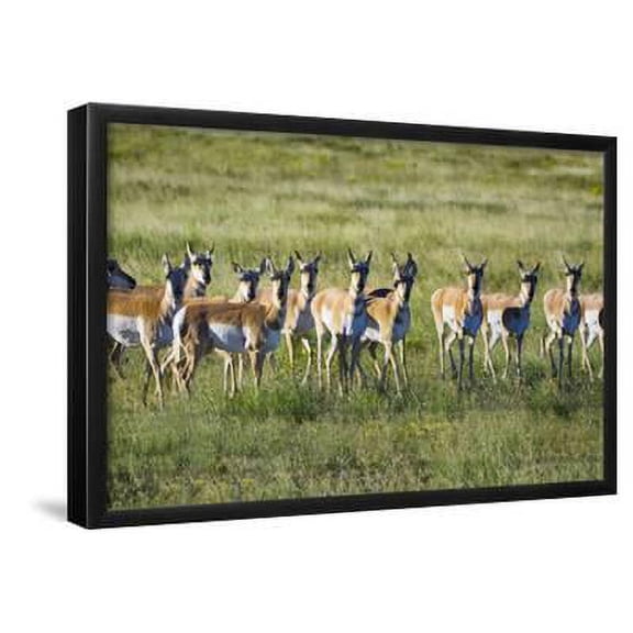 Pronghorn Antelope Herd, Framed Art Print Wall Art by Dean Fikar Sold by Art.Com