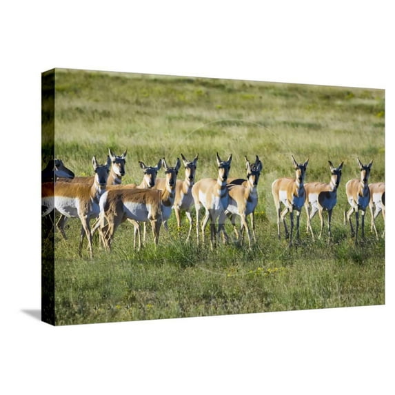 Pronghorn Antelope Herd, Stretched Canvas Wall Art by Dean Fikar Sold by Art.Com