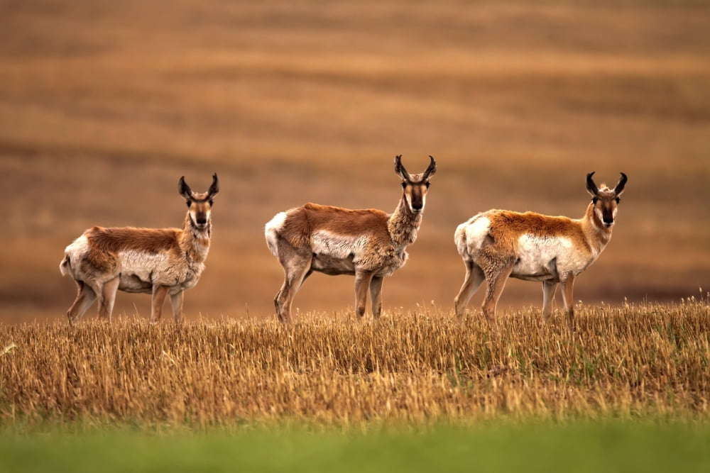Pronghorn Antelope In A Cultivated Farmers Field Saskatchewan Canvas Art - Robert Postma Design Pics (17 x 11)
