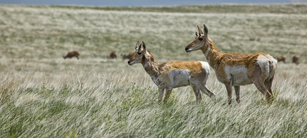Pronghorn antelope in badlands national park south dakota usa Canvas Art - Robert Postma Design Pics (44 x 20)