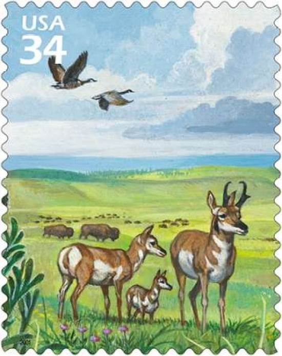 Pronghorns Canada Geese Canvas Art - US POSTAL SERVICE (24 x 30)