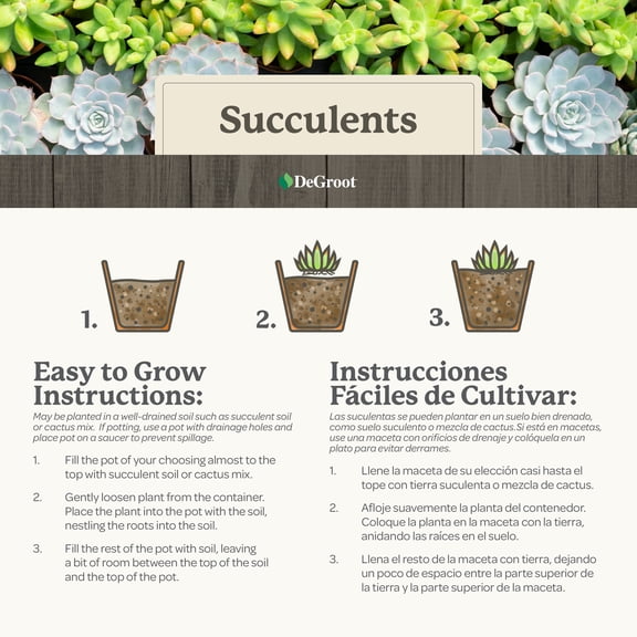 Propeller Plant Succulent 3pk