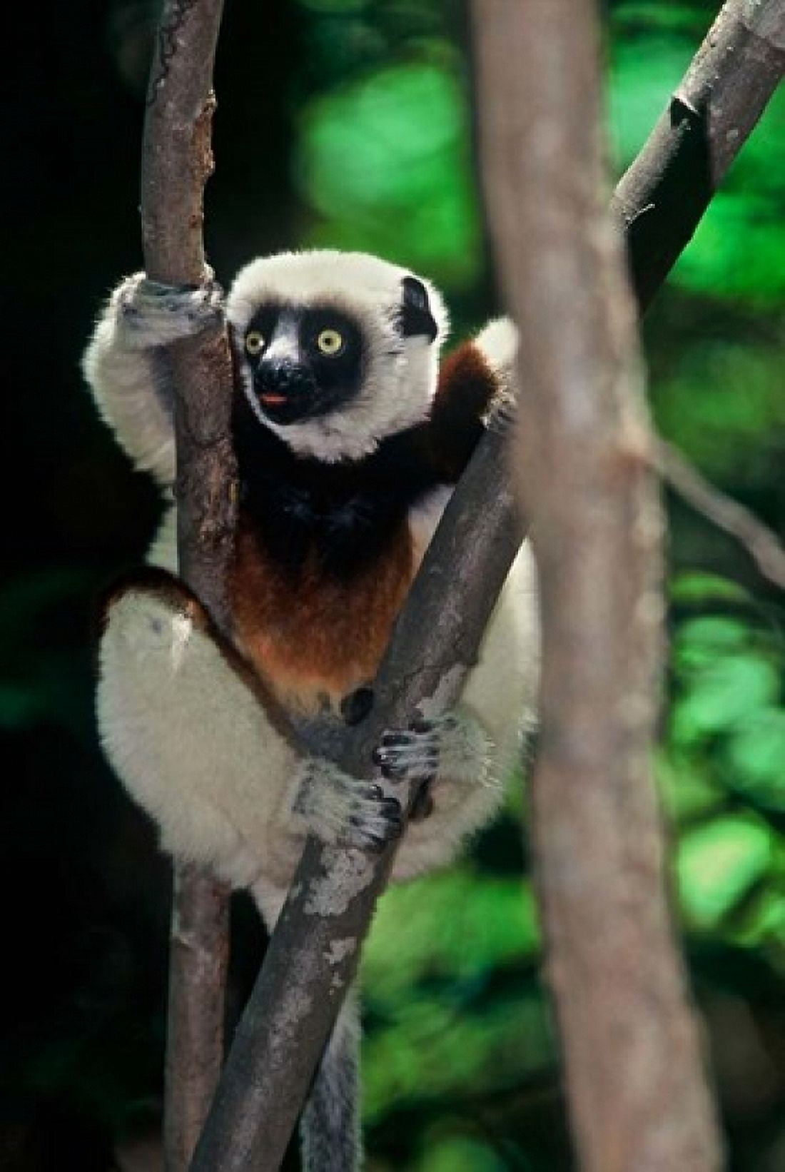 Propithecus sifaka lemur Madagascar Canvas Art - Connie Bransilver DanitaDelimont (11 x 17)