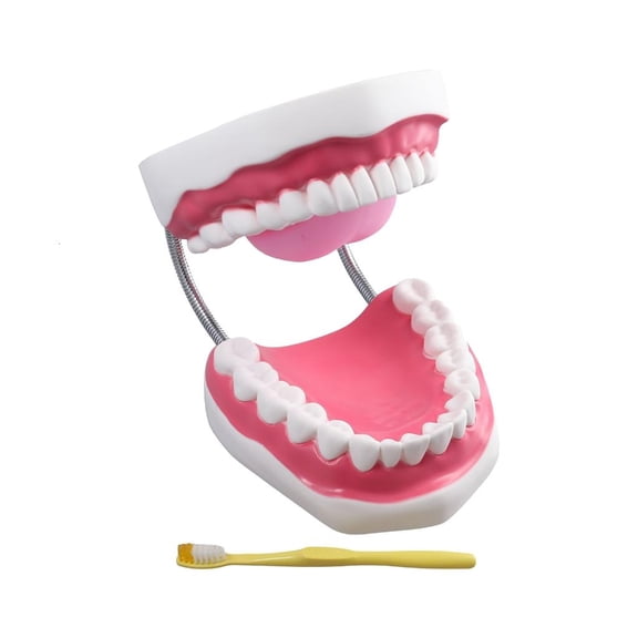 Proportionally Accurate Human Teeth Model with Movable Tongue Easy to Observe Can Teach Knowledge About Tooth Care