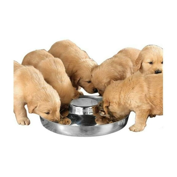 Proselect PS Puppy Dish 11In
