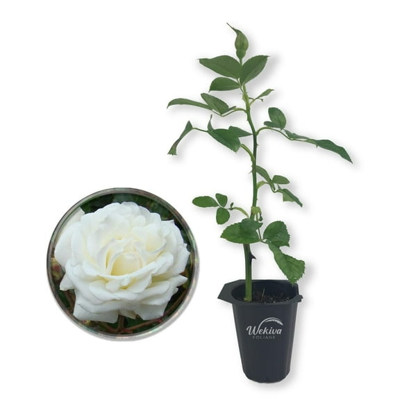 Prosperity Rose Bush - Live Starter Plant in a 2 Inch Growers Pot - Beautifully Fragrant Hybrid Tea Rose - A Versatile Beauty with Large Blooms