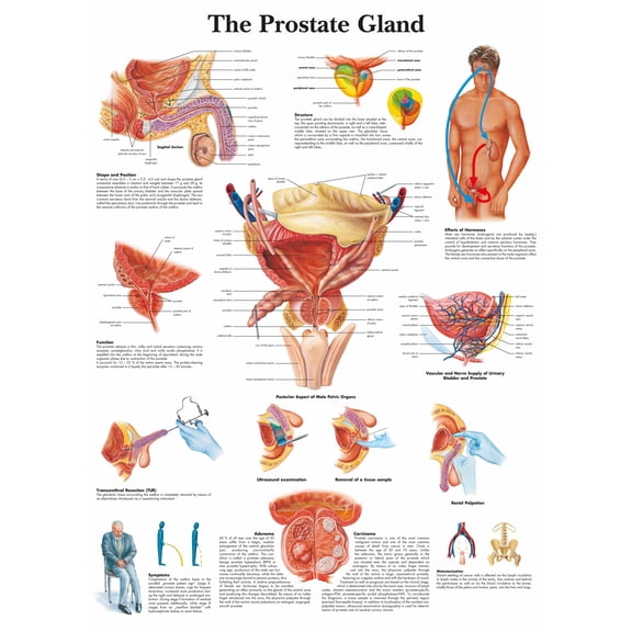 The Prostate Gland Wall Art Posters Canvas Print Artwork Wall Chart Human Anatomy Wall Painting Office Hospital Room Home Decoration (without Framed),Multicolor,16x19.7 inch(40x50 cm)
