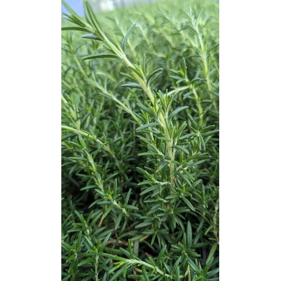 Prostrate Rosemary - Rosmarinus officinalis 'Prostratus'