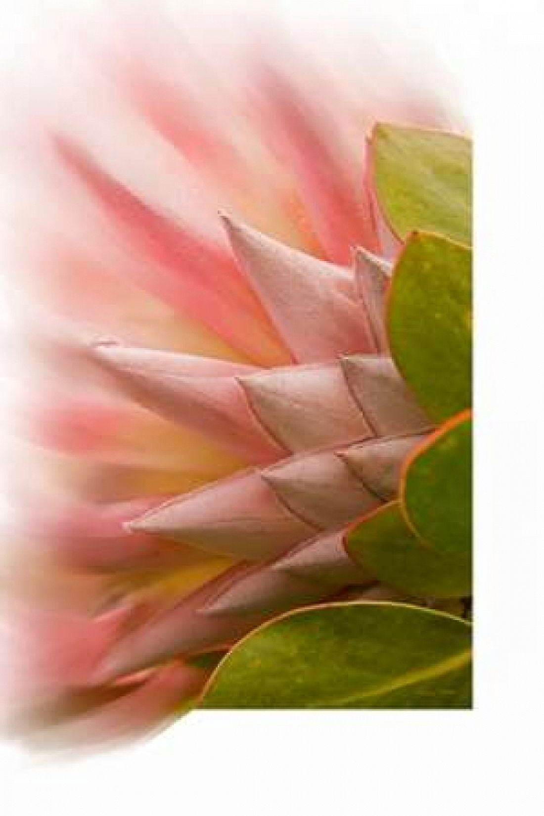 Protea Blossom Canvas Art - Ramona Murdock (12 x 18)