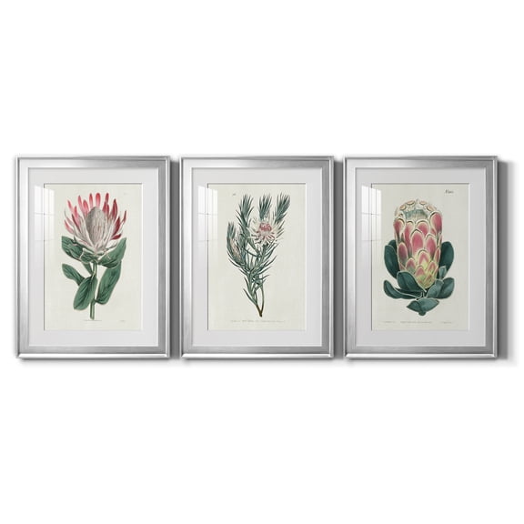 Protea N13 Premium Framed Prints Set of 3 - Ready to Hang - 18 x 24 Each - Silver Frame