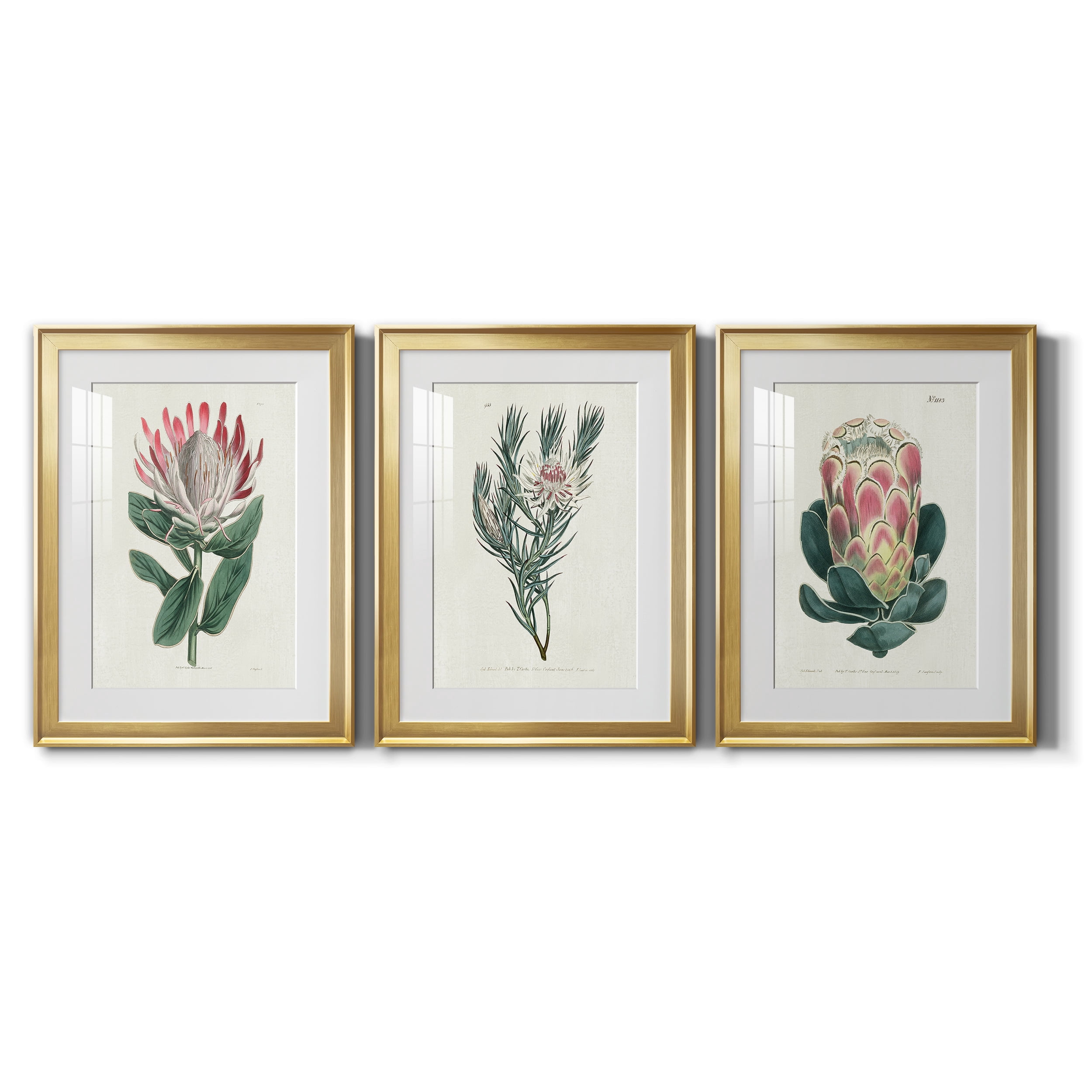 Protea N13 Premium Framed Prints Set of 3 - Ready to Hang - 22 x 30 Each - Gold Frame