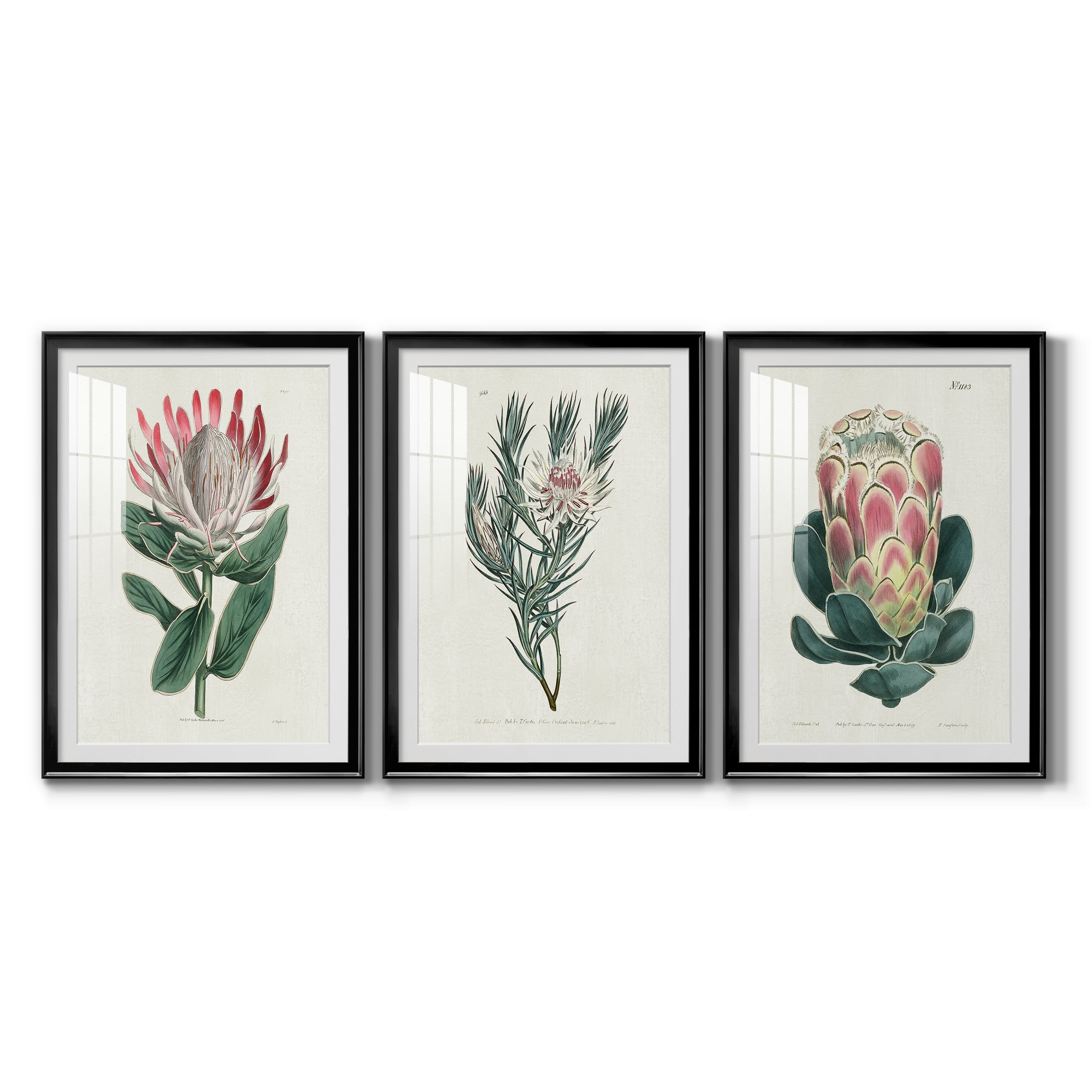Protea N13 Premium Framed Prints Set of 3 - Ready to Hang - 26.5 x 36.5 Each - Black Frame