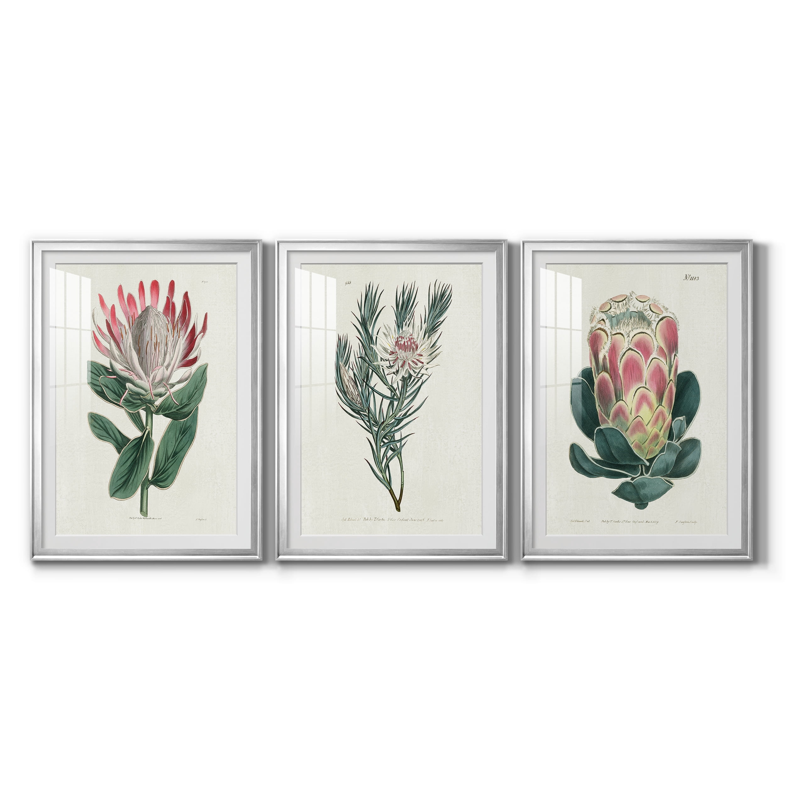 Protea N13 Premium Framed Prints Set of 3 - Ready to Hang - 26.5 x 36.5 Each - Silver Frame