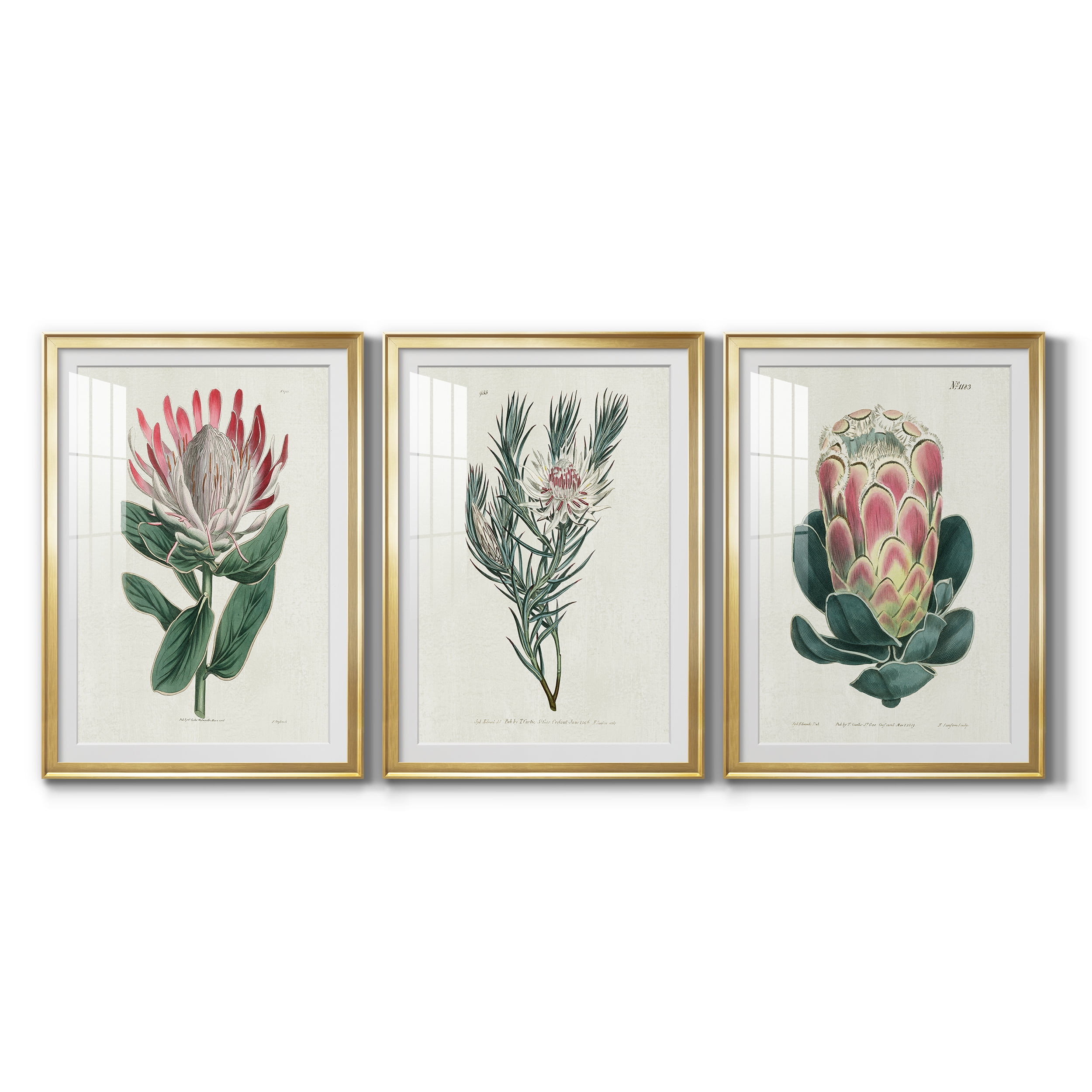 Protea N13 Premium Framed Prints Set of 3 - Ready to Hang - 30.5 x 42.5 Each - Gold Frame