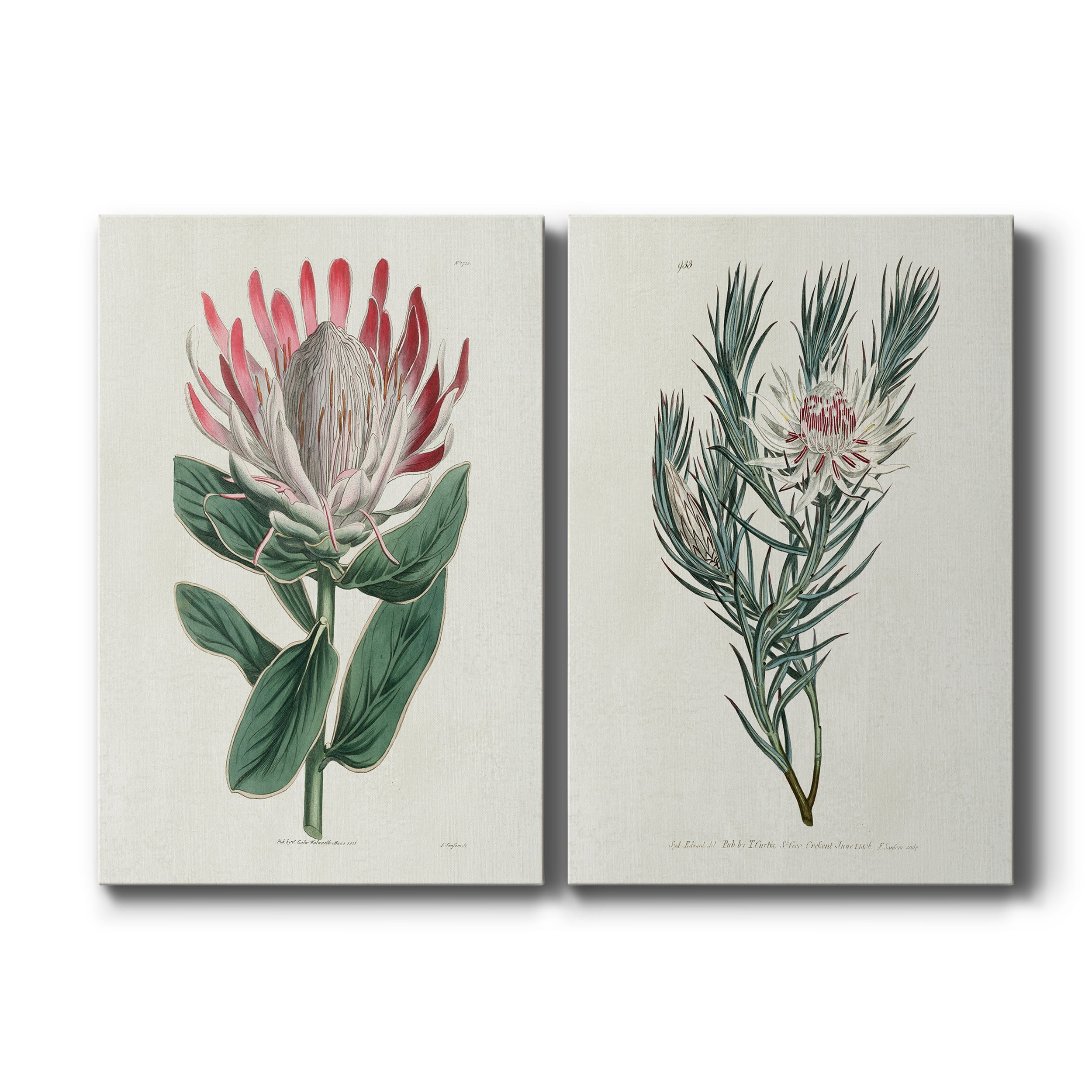 Protea N13 Premium Gallery Wrapped Canvas - Ready to Hang - Set of 2 - 18 x 27 Each