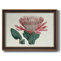 Protea N17 Premium Framed Canvas- Ready to Hang