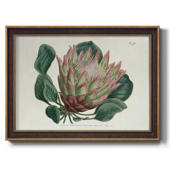 Protea N70 Premium Framed Canvas- Ready to Hang