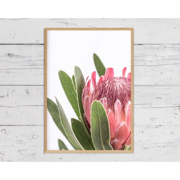 Protea Print, Flower Wall Art, Print, Australian Native Photography, Pink Flower Decor, Botanical Native Print Home Decor #3736, Unframed Poster Size 16x24