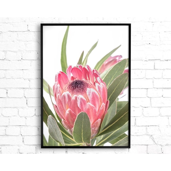 Protea Print, Flower Wall Art, Print, Australian Native Photography, Pink Flower Decor, Botanical Native Print Home Decor #3737, Unframed Poster Size 8x12