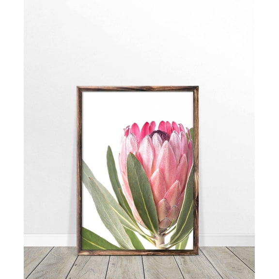 Protea Print, Flower Wall Art, Print, Australian Native Photography, Pink Flower Decor, Botanical Native Print Home Decor #4054, Unframed Poster Size 8x12