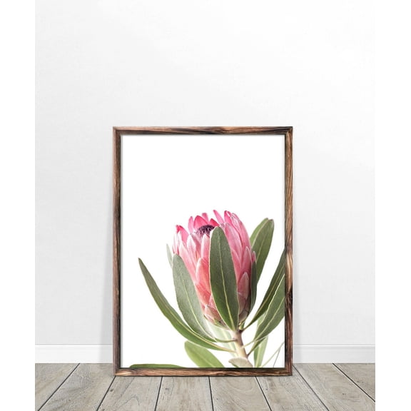 Protea Wall Art, Flower Print, Print, Australian Native Photography, Pink Flower Decor, Botanical Native Print Home Decor #3888, Unframed Poster Size 12x18
