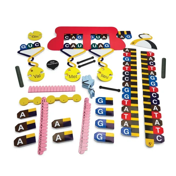 Carolina Protein Synthesis Manipulatives Kit  Hands-On DNA & RNA Learning | Magnetic Models for Classrooms | Includes Teacher & Student Sets