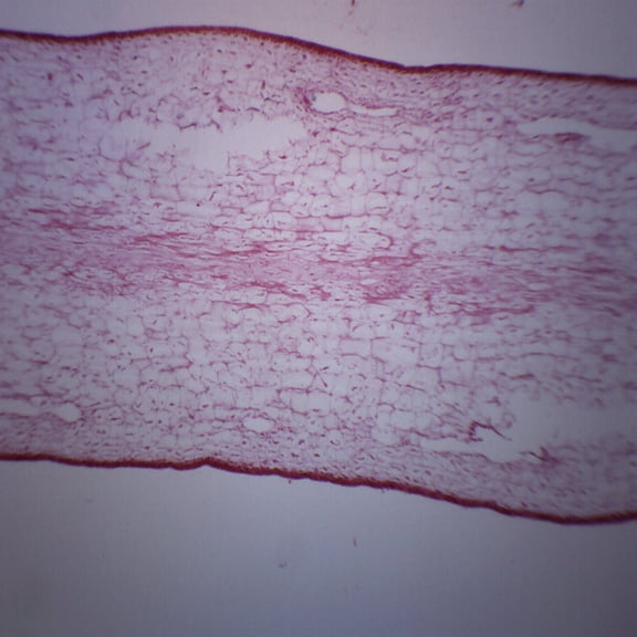 Protista Laminaria - Cross Section - Prepared Microscope Slide - 75 x 25mm - Biology & Microscopy - Eisco Labs