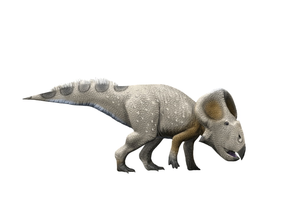 Protoceratops dinosaur Canvas Art - Nobumichi TamuraStocktrek Images (33 x 25)
