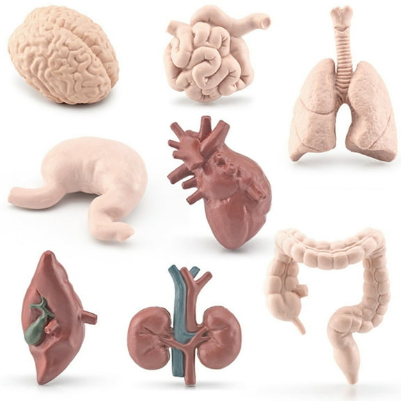 Protoiya Human Body Organs Model Educational Organs Anatomy Model with Heart Brain Stomach Lung Kidney Liver Small/Large Intestine Simulation Organ Learning Tool for Over 3 Years Old Kids