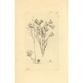thumbnail image 1 of Protozoa, Vorticella Species Poster Print By ® Florilegius Mary Evans (24 X 36), 1 of 4