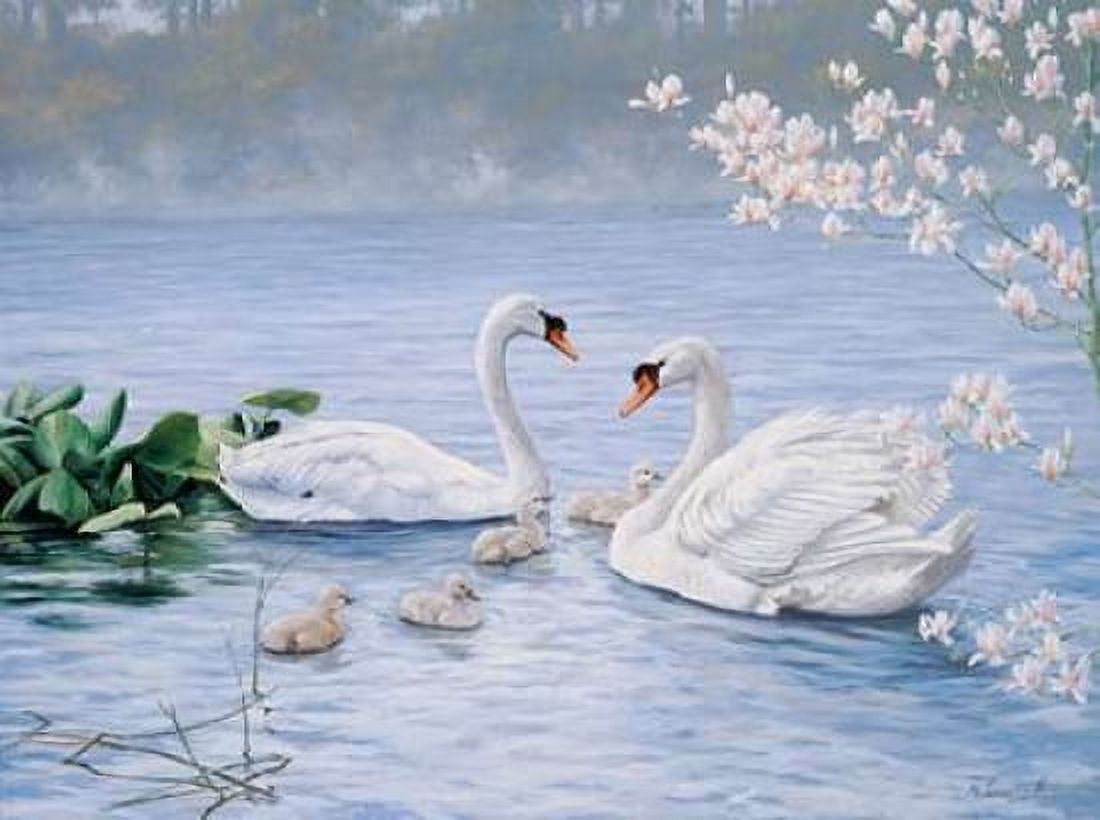 Proud swan family Canvas Art - Peter Motz (18 x 24)