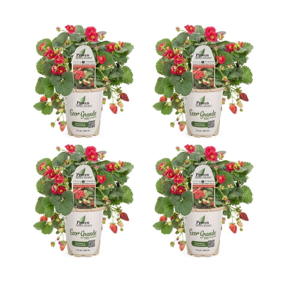 Proven Winners 4" Berried Treasure Red Strawberry Live Plant in 4.25" Pot (4 Count)