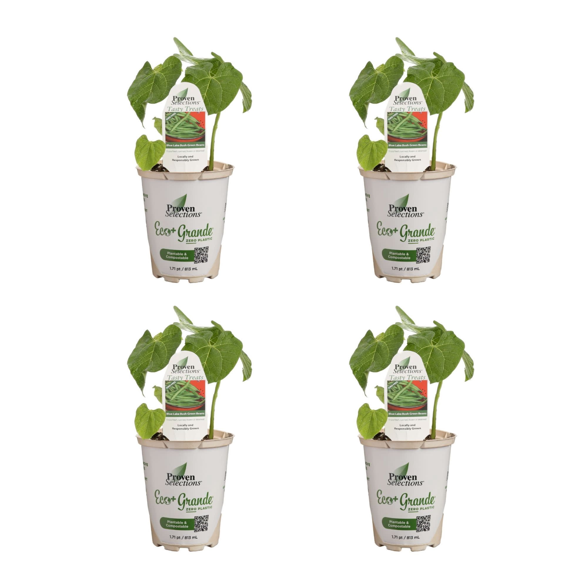 Proven Winners 4" Blue Lake Green Beans Live Plant in 4.25" Pot (4 Count)